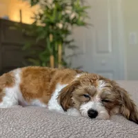 Annie AKC Bloodline, a female Havanese for sale in Hampton, VA – 5 of 5