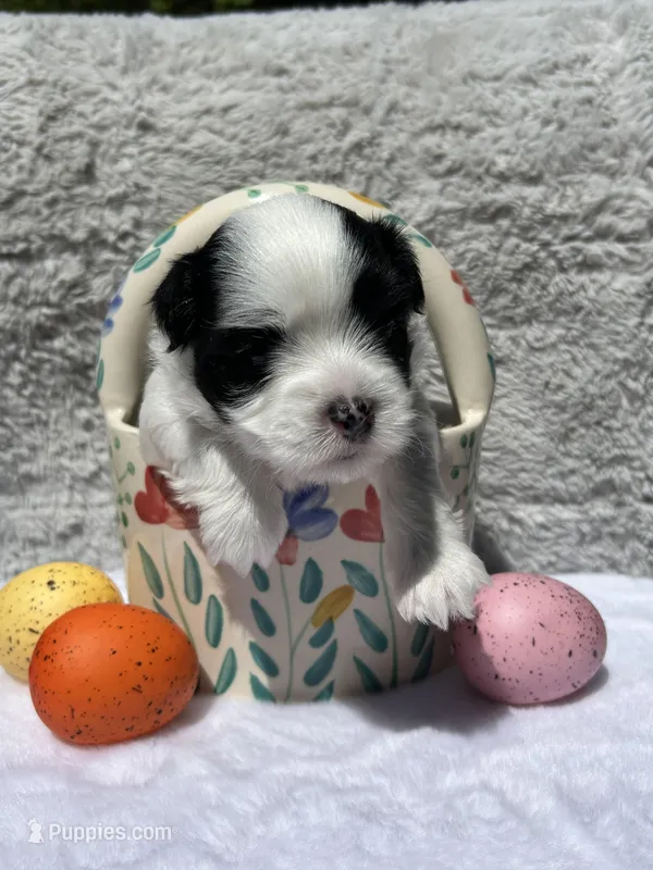Annie AKC Bloodline – Havanese puppy on hold in Hampton, VA