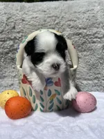 Annie AKC Bloodline, a female Havanese for sale in Hampton, VA – 1 of 5