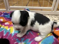 Annie AKC Bloodline, a female Havanese for sale in Hampton, VA – 3 of 5