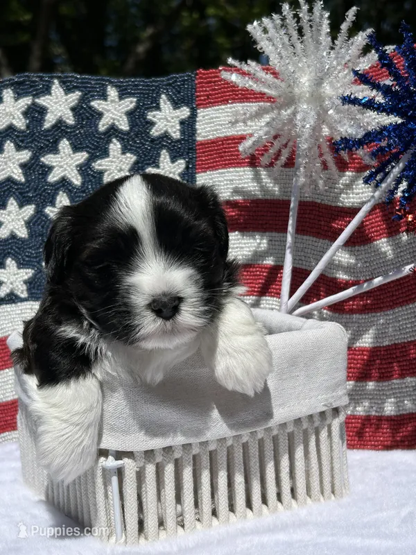 Oreo AKC Champion bloodline – Havanese puppy for sale in Hampton, VA