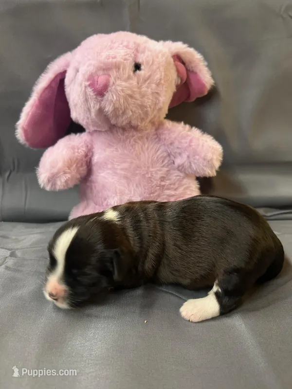 Amy AKC Champion bloodline – Havanese puppy for sale in Hampton, VA