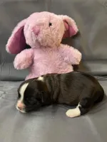 Amy AKC Champion bloodline, a female Havanese for sale in Hampton, VA – Photo 1 of 3