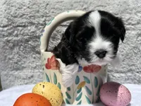 Oreo AKC Champion bloodline, a female Havanese for sale in Hampton, VA – 2 of 5