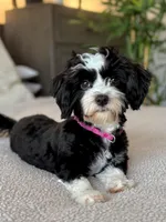 Amy AKC Champion bloodline, a female Havanese for sale in Hampton, VA – Photo 2 of 3