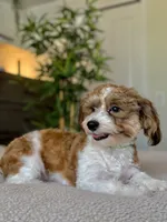 Amy AKC Champion bloodline, a female Havanese for sale in Hampton, VA – Photo 3 of 3