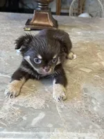 Max, a male Chihuahua for sale in Marion, TX – Photo 1 of 6