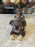 Max, a male Chihuahua for sale in Marion, TX – Photo 4 of 6