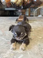 Max, a male Chihuahua for sale in Marion, TX – Photo 3 of 6