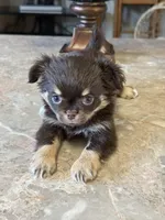 Max, a male Chihuahua for sale in Marion, TX – Photo 2 of 6
