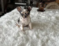 Daisy, a female Chihuahua for sale in Marion, TX – Photo 2 of 6