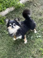 Daisy, a female Chihuahua for sale in Marion, TX – Photo 5 of 6