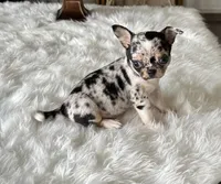 Daisy, a female Chihuahua for sale in Marion, TX – Photo 3 of 6