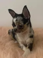 Daisy, a female Chihuahua for sale in Marion, TX – Photo 6 of 6