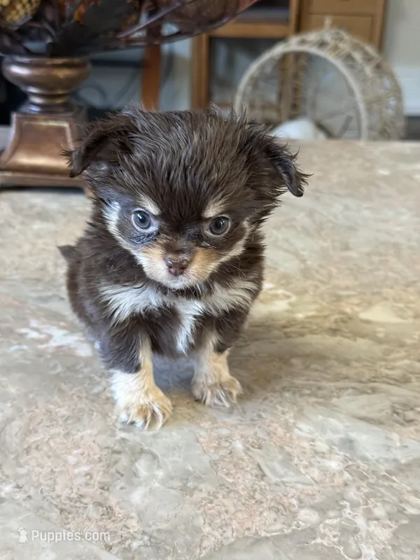 Willie, a male Chihuahua for sale in Marion, TX – Photo 1 of 6