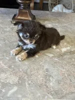 Willie, a male Chihuahua for sale in Marion, TX – Photo 2 of 6