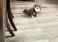 Willie, a male Chihuahua for sale in Marion, TX – Photo 6 of 6