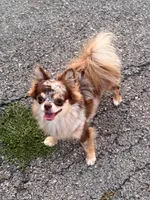 Willie, a male Chihuahua for sale in Marion, TX – Photo 5 of 6