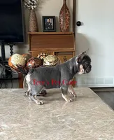 Lala, a female French Bulldog for sale in Marion, TX – Photo 2 of 4