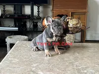 Lala, a female French Bulldog for sale in Marion, TX – Photo 3 of 4