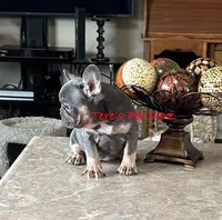 Lala, a female French Bulldog for sale in Marion, TX – Photo 1 of 4