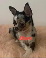 Lolo, a male Chihuahua for sale in Marion, TX – Photo 4 of 4