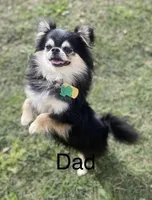 Lolo, a male Chihuahua for sale in Marion, TX – Photo 2 of 4