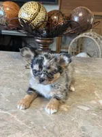 Tony, a male Chihuahua for sale in Marion, TX – Photo 1 of 4