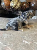 Tony, a male Chihuahua for sale in Marion, TX – Photo 3 of 4