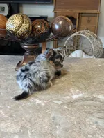 Tony, a male Chihuahua for sale in Marion, TX – Photo 4 of 4