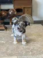 Lolo, a male Chihuahua for sale in Marion, TX – Photo 2 of 4