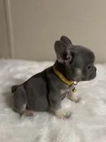 Sophie, a female French Bulldog for sale in Marion, TX – Photo 3 of 3