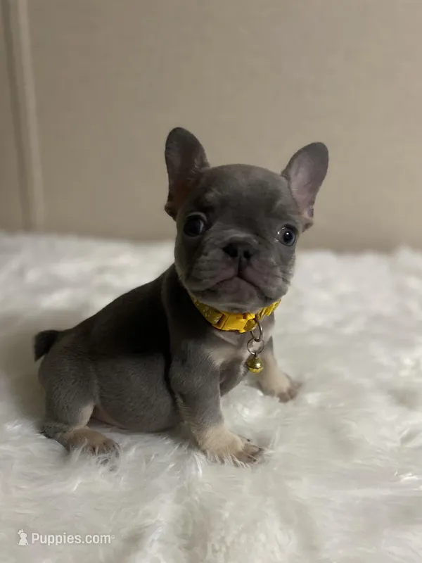 Sophie, a female French Bulldog for sale in Marion, TX – Photo 1 of 3