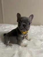 Sophie, a female French Bulldog for sale in Marion, TX – Photo 1 of 3