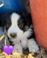 Purple Collar, a male Miniature Australian Shepherd for sale in Heber Springs, AR – Photo 2 of 2
