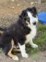 Purple Collar, a male Miniature Australian Shepherd for sale in Heber Springs, AR – Photo 1 of 2