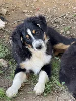 Green Collar, a male Miniature Australian Shepherd for sale in Heber Springs, AR – Photo 1 of 2