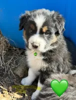 Green Collar, a male Miniature Australian Shepherd for sale in Heber Springs, AR – Photo 2 of 2