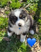 Blue Collar, a male Miniature Australian Shepherd for sale in Heber Springs, AR – Photo 2 of 2