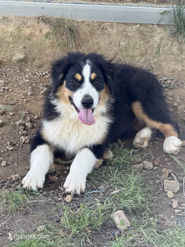 Blue Collar, a male Miniature Australian Shepherd for sale in Heber Springs, AR – Photo 1 of 2