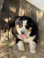 Orange Collar, a male Miniature Australian Shepherd for sale in Heber Springs, AR – Photo 1 of 2