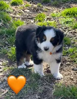Orange Collar, a male Miniature Australian Shepherd for sale in Heber Springs, AR – Photo 2 of 2
