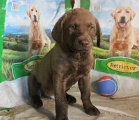 RFBF8, a female Chesapeake Bay Retriever for sale in Scottsville, KY – 4 of 5