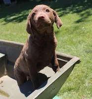 RFPF4, a female Chesapeake Bay Retriever for sale in Scottsville, KY – 3 of 5