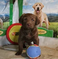 RFZF3, a female Chesapeake Bay Retriever for sale in Scottsville, KY – 2 of 6