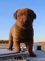 RF105hold, a male Chesapeake Bay Retriever for sale in Scottsville, KY – Photo 1 of 7
