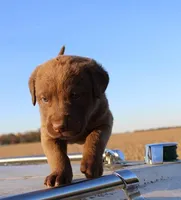 RF105hold, a male Chesapeake Bay Retriever for sale in Scottsville, KY – Photo 3 of 7