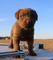 RF105hold, a male Chesapeake Bay Retriever for sale in Scottsville, KY – Photo 2 of 7