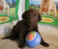 RFAF6, a female Chesapeake Bay Retriever for sale in Scottsville, KY – 3 of 5