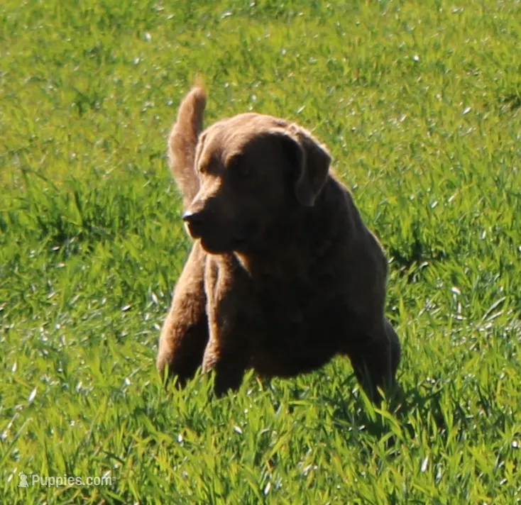 RFAM1 – Chesapeake Bay Retriever puppy for sale in Scottsville, KY